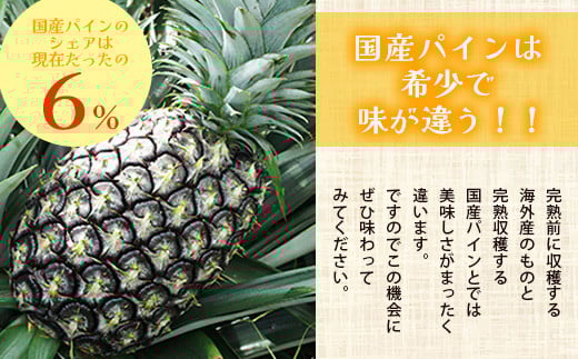 【先行予約】《2026年6月上旬より順次発送予定》最高級パイン ゴールドバレル2~3玉セット【 沖縄 石垣 パイナップル パイン ゴールド バレル 高級 セット 】TD-1-1