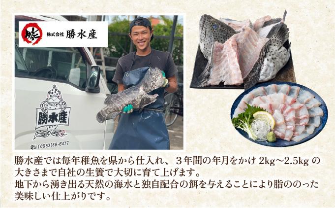 石垣島 ハタ 丸ごと1本 | 勝水産 ミーバイ ヤイトハタ 沖縄県石垣市 石垣 沖縄 石垣市 石垣島 KS-13 1尾
