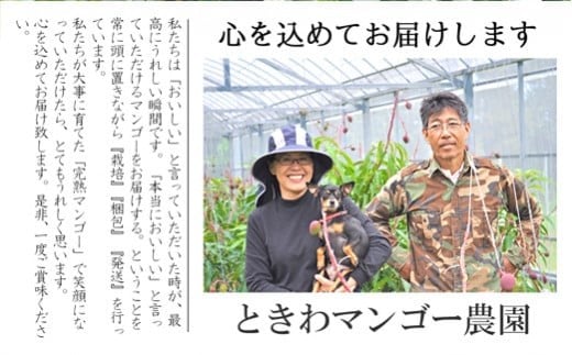 【先行受付】《2025年7月～8月中旬順次発送》訳あり 沖縄マンゴー（石垣島産）4kg ときわマンゴー農園【ふるさと納税 石垣島 沖縄県石垣市 石垣市 南国 フルーツ マンゴー 果物 訳あり】TK-4-1