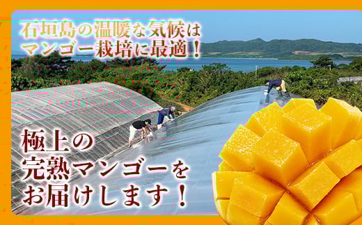 ＜先行予約＞【訳あり】 完熟 マンゴー (約1〜1.2kg 2〜5個)《2026年7月上旬から順次発送》 | ふるさと納税 マンゴー わけあり 不揃い 産地直送 フルーツ 果物 マンゴー 石垣 沖縄 KP-013