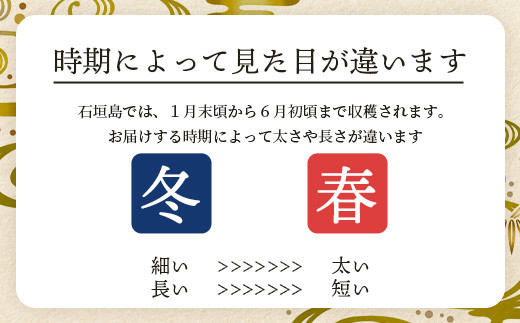 石垣島産 島らっきょう 2000g ＜2026年4月発送予定＞ | 沖縄 石垣 野菜 らっきょう 島らっきょう 2kg 産地直送 SI-102