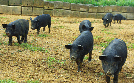 石垣島アグー豚焼肉 U-12-1