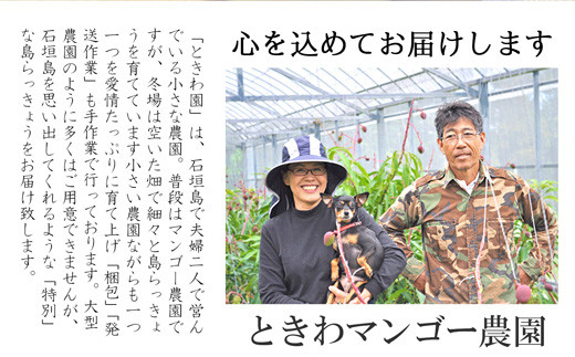 【先行受付】島らっきょう 生 土付き １kg《2026年2月上旬～3月下旬発送予定》沖縄 石垣島 農家直送【野菜 らっきょう 島らっきょう おつまみ 採れたて 漬物 天ぷら】TK-7
