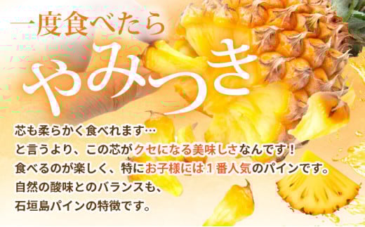 【先行予約】石垣島産 スナックパイン ずっしりの「大玉」3個入り 《2026年5月以降発送》 SI-26-1 大玉 3玉 約3.9kg