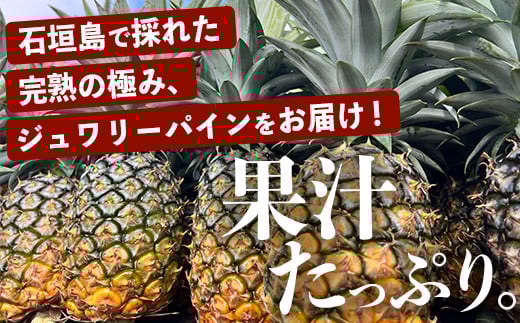 《2026年4月～6月順次発送》【先行予約】完熟の極 石垣島産パイナップル　超大満足の食べ比べセット　スナック＆ピーチ＆ジュワリー3種の食べ比べセット【 沖縄 石垣 ピーチ スナック ジュワリー パイン パイナップル 完熟 セット フルーツ デザート 食べ比べ 3種 】 TF-34