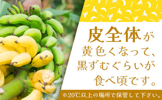 ＜先行予約＞ 石垣島の島バナナ 1～3房 (約1.2～1.5kg前後入り) ＜2026年7月より順次発送＞ 爽やか酸味のスッキリ系バナナ 少し冷やしてもイイんです！ SI-33