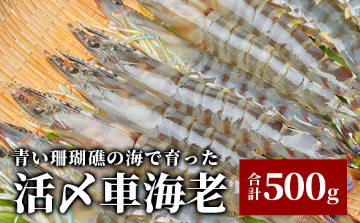 車えび500g【冷凍】25尾 ～ 33尾 沖縄県 石垣島 石垣市 クルマエビ くるまえび Sサイズ【嬉しい真空パック】エビ 海老 えび BE-05