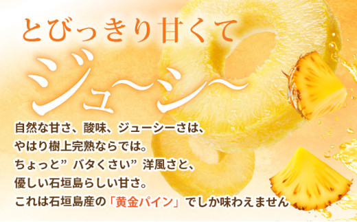 ＜先行予約＞ 石垣島産 黄金パイン 大玉 3玉 約4.5kg ＜2026年7月以降発送＞ 【 産地直送 沖縄 石垣 フルーツ パイナップル パイン 黄金パイン 】 SI-052 大玉 3玉 約4.5kg