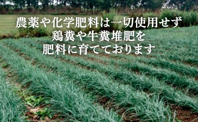 ≪2026年2月下旬～5月下旬発送≫採れたて島らっきょう 500g 【 沖縄県 石垣市 野菜 らっきょう 島らっきょう おつまみ 採れたて 料理 漬物 天ぷら おかぴ農園 産地直送 】OK-01 500g