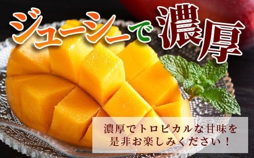 ［予約受付］美ら姫マンゴー2kg（完熟・アーウィン種）≪2026年7月中旬～順次発送≫【 産地直送 沖縄県 石垣市 マンゴー フルーツ 果物 南国 石垣島 】CB-2 2kg