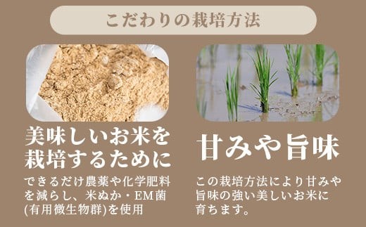 【定期便３回】３ヶ月連続お届け 石垣島産 星の美しゃ（ほしのかいしゃ）15kg（5kg×3回）【 日本一早い新米の産地 ふるさと納税 沖縄県 石垣市 石垣島 米 星 星の美しゃ】MK-6