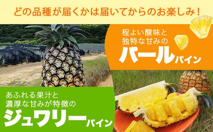 KABIRA パイナップル 訳あり ご家庭用 約3kg 4種のパインからお任せ ＜2026年6月から発送＞ | 石垣 パイン  MF-002