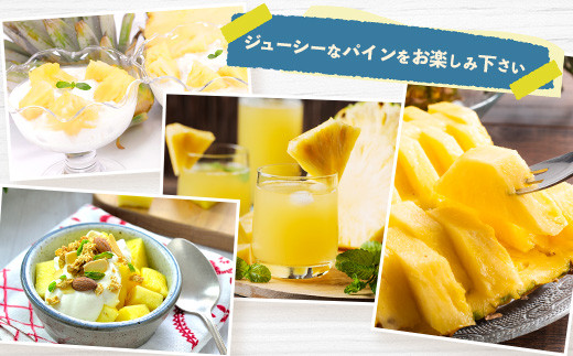 【予約受付】《2026年5月下旬～7月中旬発送》最高糖度18度！？ 完熟の極 石垣島産ジュワリーパイン 【 沖縄県 石垣市 石垣島 完熟 パイン パイナップル ジュワリー 予約受付 】TF-16-1_R8