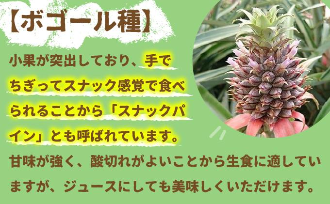 ＜先行受付＞ 石垣パイン 6個セット ボゴール種 ＜2026年5月初旬以降発送＞ | パイナップル パインアップル 石垣島パイン フルーツ 果物 くだもの 南国フルーツ 国産パイン MI-005 6個セット（約5kg）