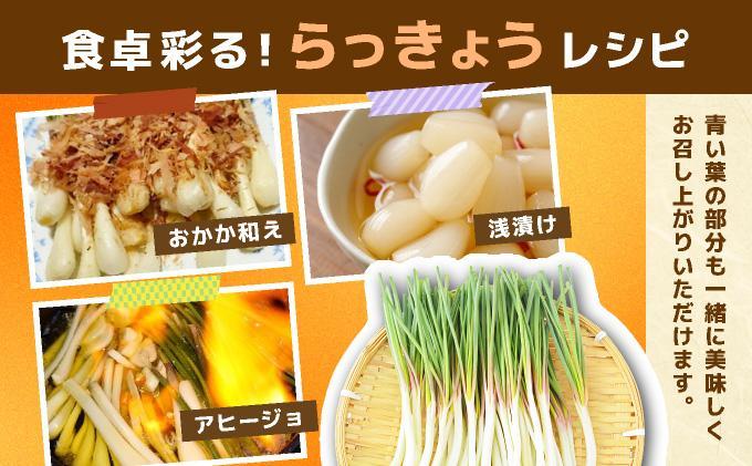 ≪2026年2月下旬～5月下旬発送≫採れたて島らっきょう 500g 【 沖縄県 石垣市 野菜 らっきょう 島らっきょう おつまみ 採れたて 料理 漬物 天ぷら おかぴ農園 産地直送 】OK-01 500g