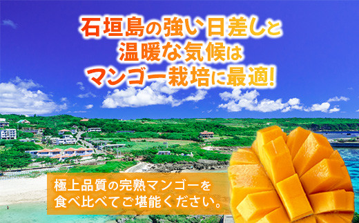 【先行予約】産地直送！石垣島産 マンゴー 食べ比べセット4～4.5kg (３～４種) (2024年6月中旬～8月下旬発送) IF-8 約5~5.5kg (3～4種)