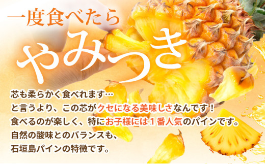 【先行予約】石垣島産 スナックパイン ずっしりの「大玉」2個入り 《2026年5月以降発送》 SI-25 大玉 2玉 約2.6kg