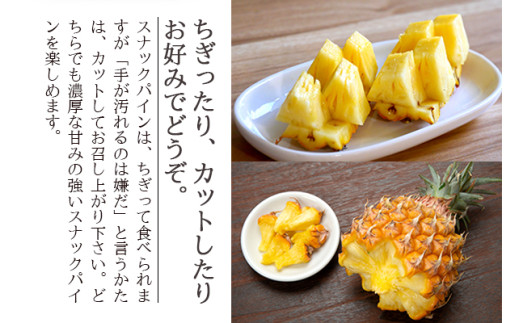 ＜先行予約＞ 農家直送！石垣島産 スナックパイン 3玉入 約1.8kg (1.6～2.0kg) ＜2026年5月中旬から発送＞ | 沖縄県 石垣島 石垣市 スナックパイン ポコットパイン ボゴールパイン パインアップル 農家 直送
