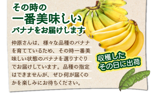 希少！こだわりの水を使い「森ような畑」で栽培する、仲原さんのバナナ【 沖縄県 石垣島 石垣島産 バナナ ばなな 農薬不使用 化学肥料不使用 】OI-16
