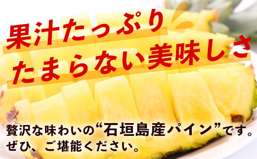 【先行予約】《2026年6月上旬頃より順次発送》石垣島産 ハワイ種 パイン (3玉 約3㎏) 【 産地直送 沖縄 石垣 パイナップル フルーツ 】石垣さんちの石垣トロピカルファーム TP-4 3玉（約3㎏）