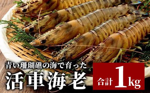 活車えび 1kg【季節限定】50尾前後 沖縄県 石垣島 石垣市 活き くるまえび 車エビ BE-3 1kg 50尾前後