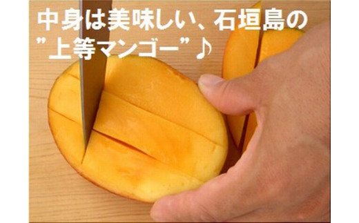 ＜先行予約＞ 石垣島産 《訳あり・ご自宅用マンゴー》 約1kg エコ箱入り (2～4個入り) ＜2026年7月中旬以降発送＞ | マンゴー 沖縄 石垣 規格外 SI-029