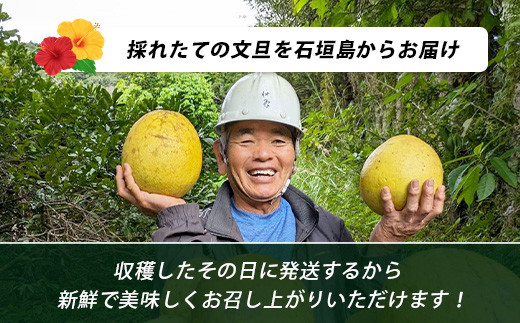 文旦（２～４個）農薬を使わず、森のような畑で栽培する特別な果物 ＜2025年11月～2026年3月順次発送＞【 沖縄 石垣島 石垣島産 フルーツ 果物 農薬不使用 離島のいいもの 沖縄いいもの石垣島 】OI-19