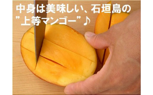 ＜先行予約＞ 石垣島産 《訳あり・ご自宅用マンゴー》 約2kg エコ箱入り (3～6個入り) ＜2026年7月中旬以降発送＞ | マンゴー 沖縄 石垣 規格外 SI-030