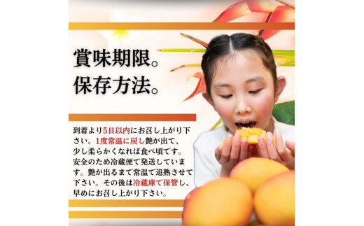 ＜先行予約＞ 石垣島産 完熟マンゴー 約5kg (7～12個入り) ＜2026年7月中旬以降発送＞ | 産地直送 沖縄 石垣 フルーツ マンゴー アップルマンゴー 完熟マンゴー SI-057