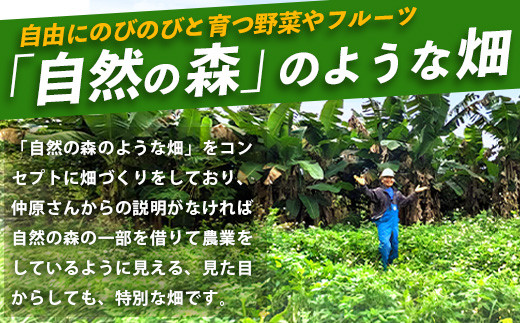 ＜1回1組限定プライベート体験ツアー！＞農薬を使わない、仲原さんの「森のような畑」【 沖縄 石垣島 畑 果樹園 見学 体験 ツアー 食育 野菜 果物 沖縄のいいもの石垣島 】OI-21-1