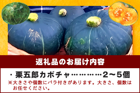高級カボチャ「栗五郎」サイズ色々2-5個、お得セット！農薬を使わないシリカ水栽培 (1月～5月順次発送) OI-13