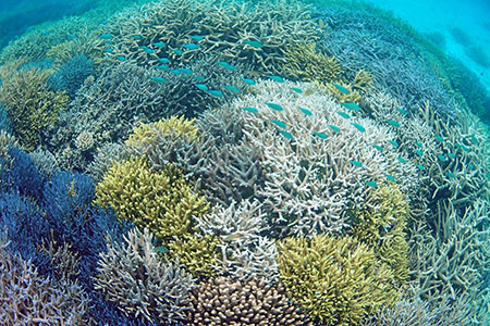 さんごの楽園プロジェクト(さんごの苗植え付け50本) SY-3-1