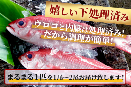 【予約受付】高級ブランド魚 尖閣赤マチ 1～2尾 合計約2kg 下処理済 【沖縄三大高級魚】 GK-2
