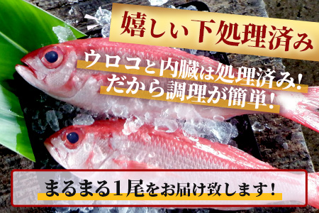 【予約受付】高級ブランド魚 尖閣赤マチ 1尾 約1kg 下処理済【沖縄三大高級魚】 GK-3