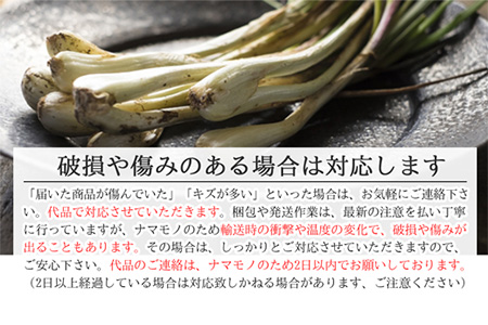 【先行受付】島らっきょう 生 土付き １kg《2026年2月上旬～3月下旬発送予定》沖縄 石垣島 農家直送【野菜 らっきょう 島らっきょう おつまみ 採れたて 漬物 天ぷら】TK-7