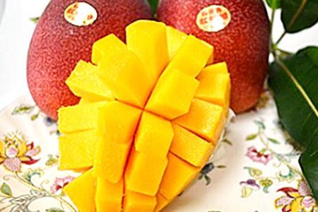 【限定1名様】「マンゴーの樹」収穫オーナー 権利(1年間)【マンゴー 120玉(目標値)「100玉最低保証」】KB-25