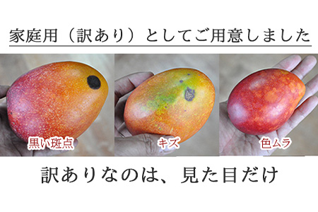 【先行受付】《2025年7月～8月中旬順次発送》訳あり 沖縄マンゴー（石垣島産）1kg ときわマンゴー農園 TK-8