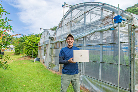 石垣の恵 眠れるマンゴー(450g～500g)2玉 専用箱入 KB-31