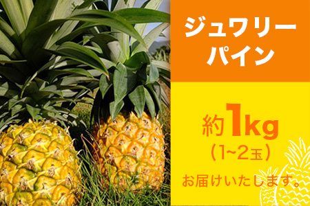 【先行予約】ジュワリーパイン1ｋｇ（1～2玉）お勧め♪川平パイン《2026年7月～8月頃順次発送》KN-1