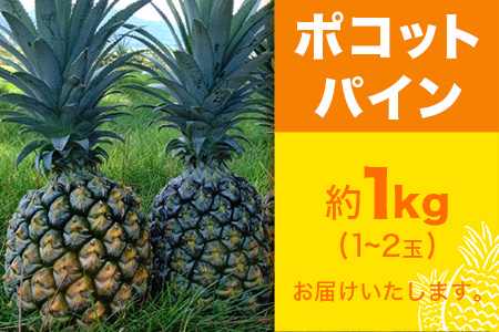【先行予約】ポコットパイン1ｋｇ（1～2玉）お勧め♪川平パイン《2026年5月～10月頃順次発送》KN-3