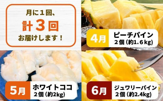 【マツコの知らない世界で絶賛！】《2026年4月～7月順次発送》【先行予約】パイナップル好きにおすすめ！満足のパイナップル3品種定期便【 沖縄 石垣 ピーチ ホワイトココ ジュワリー パイン パイナップル 完熟 セット フルーツ デザート 食べ比べ 定期便 TV テレビ 紹介 マツコ 】 TF-36_R8