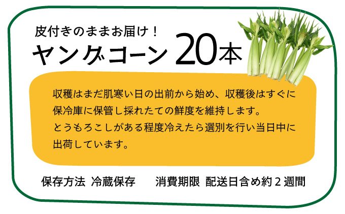 【先行予約2025年12月-2026年4月】 1番遅くて1番早い_ 朝採れプレミアムヤングコーンを皮付きのまま20本お届け！！
