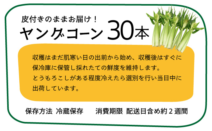 【先行予約2025年12月-2026年4月】 1番遅くて1番早い_ 朝採れプレミアムヤングコーンを皮付きのまま30本お届け！！