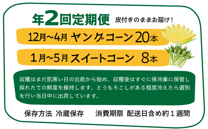 【先行予約2026年1月-5月配送】1番遅くて1番早い_ プレミアムヤングコーンとスイートコーンのよくばり定期便！！朝採れを皮付きのままお届け！！