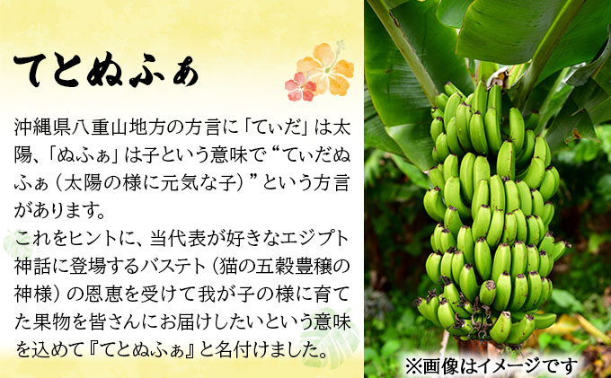 【先行予約 2026年5〜10月順次発送】バナナ好きに届けたい！！完全無農薬栽培 もっちり食感がやみつきの希少な国産『プレミアム島ばなな』贅沢に1房丸ごと約1kgお届け！！