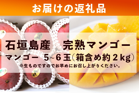 2026年発送分【先行予約】石垣島産 《樹齢30年》マンゴー (アーウィン種) 5～6玉(箱含め約2kg)  《2026年7月以降より順次発送》石垣さんちの石垣トロピカルファーム TP-2 約2kg（5～6玉）