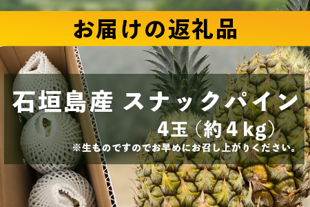 【先行予約】《2026年5月上旬頃より順次発送》石垣島産 スナックパイン (4玉 約4kg) 【 産地直送 沖縄 石垣 パイナップル フルーツ 】TP-8-1 4玉（約4kg）