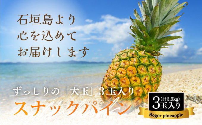 【先行予約】《2025年夏季 順次発送》石垣島産・スナックパイン、ずっしりの「大玉」3個入り SI-26-1