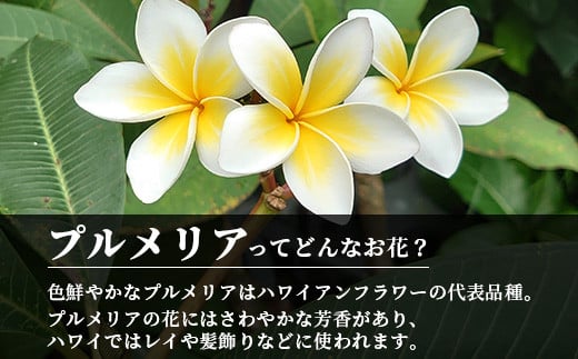 石垣島産 プルメリア苗木1本(50～60cm) ＜2026年5月以降発送＞ | 石垣島 南国 植物 花 苗木 観葉植物 NE-5