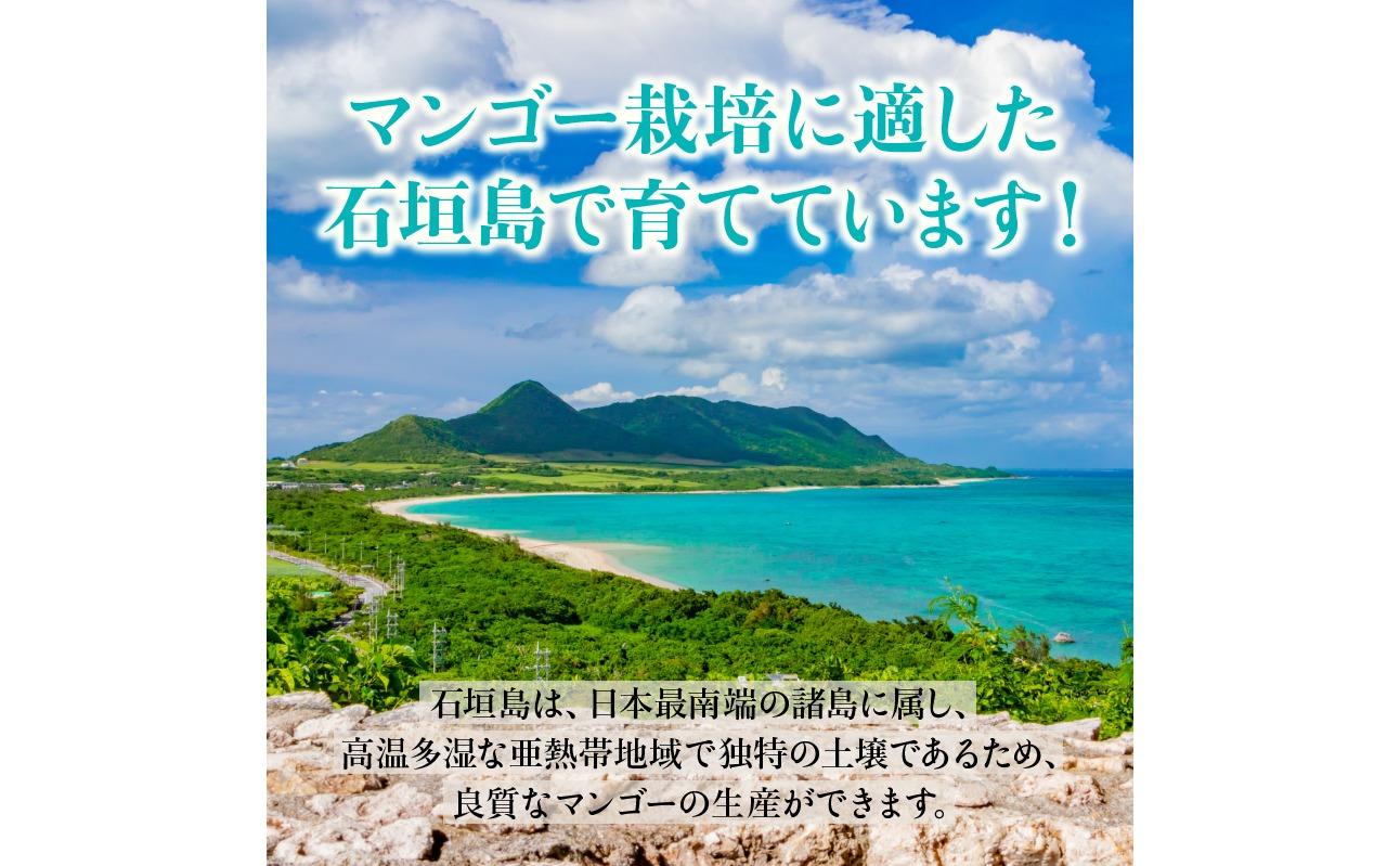 【2026年発送 先行予約】石垣島のマンゴー 約1kg 【沖縄県 石垣市 産地直送 旬 石垣島産 マンゴー 完熟マンゴー アーウィン種マンゴー】申し込みは今のうちに！フルーツ先行予約 HI-1
